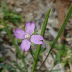 Epilobium billardiereanum subsp. cinereum (Hairy Willow Herb) at Bruce, ACT - 17 Feb 2015 by RWPurdie