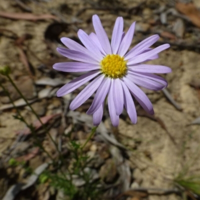 Brachyscome rigidula (Hairy Cut-leaf Daisy) at Black Mountain - 17 Feb 2015 by RWPurdie