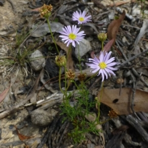 Brachyscome rigidula at Canberra Central, ACT - 18 Feb 2015