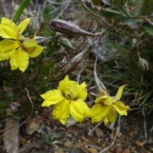 Goodenia hederacea at Canberra Central, ACT - 18 Feb 2015