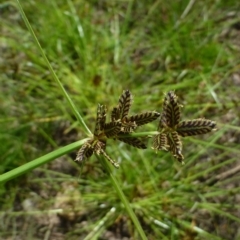 Cyperus sanguinolentus (A Sedge) at Bruce, ACT - 18 Feb 2015 by RWPurdie