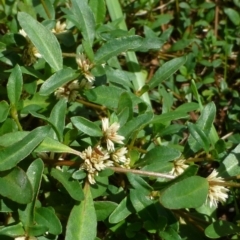 Alternanthera sp. A Flora of NSW (M. Gray 5187) J. Palmer at Bruce, ACT - 17 Feb 2015 by RWPurdie