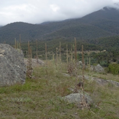 Verbascum thapsus subsp. thapsus (Great Mullein, Aaron's Rod) at Tidbinbilla Nature Reserve - 13 Feb 2015 by galah681