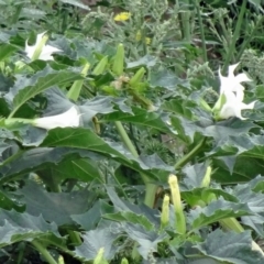 Datura stramonium at Molonglo Valley, ACT - 15 Feb 2015 08:19 AM