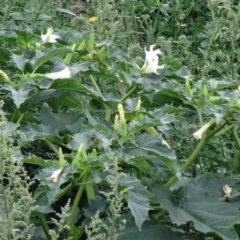 Datura stramonium at Molonglo Valley, ACT - 15 Feb 2015 08:19 AM