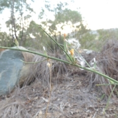 Chondrilla juncea (Skeleton Weed) at Greenway, ACT - 19 Feb 2015 by MichaelBedingfield