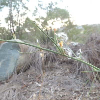 Chondrilla juncea (Skeleton Weed) at Greenway, ACT - 19 Feb 2015 by michaelb