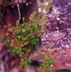 Pomax umbellata (A Pomax) at Conder, ACT - 20 Dec 2000 by michaelb