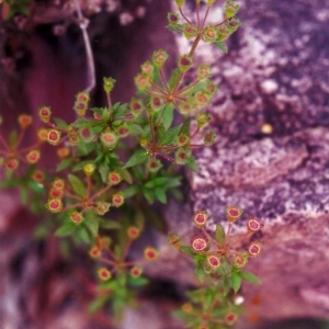 Pomax umbellata at Conder, ACT - 21 Dec 2000