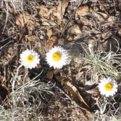 Leucochrysum albicans subsp. tricolor (Hoary Sunray) at Farrer, ACT - 21 Feb 2015 by Mike