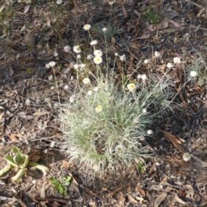 Leucochrysum albicans subsp. tricolor at Farrer, ACT - 21 Feb 2015 07:30 AM