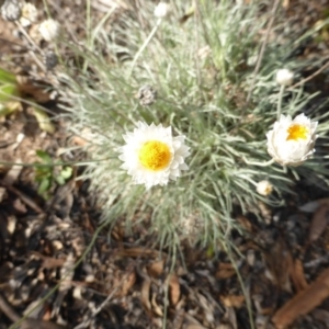 Leucochrysum albicans subsp. tricolor at Farrer, ACT - 21 Feb 2015 07:30 AM