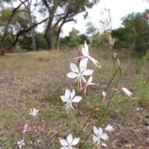 Oenothera lindheimeri at O'Malley, ACT - 22 Feb 2015 08:43 AM