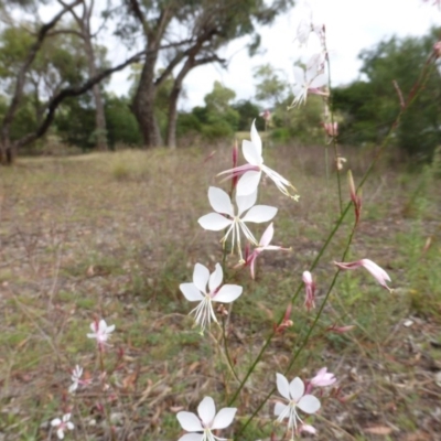 Oenothera lindheimeri (Clockweed) at O'Malley, ACT - 22 Feb 2015 by Mike