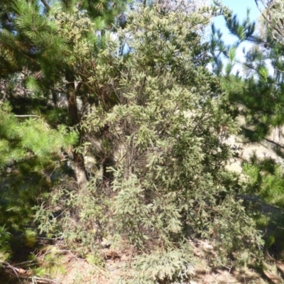 Acacia pravissima (Wedge-leaved Wattle, Ovens Wattle) at Isaacs Ridge and Nearby - 22 Feb 2015 by Mike