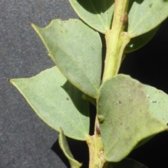 Acacia pravissima at Jerrabomberra, ACT - 23 Feb 2015