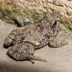 Crinia parinsignifera at Watson, ACT - 23 Jan 2015