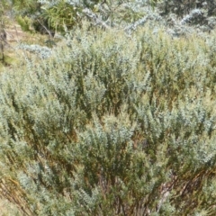 Acacia cultriformis (Knife Leaf Wattle) at Jerrabomberra, ACT - 22 Feb 2015 by Mike