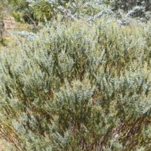 Acacia cultriformis at Jerrabomberra, ACT - 23 Feb 2015