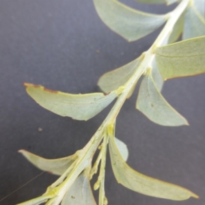 Acacia cultriformis at Jerrabomberra, ACT - 23 Feb 2015