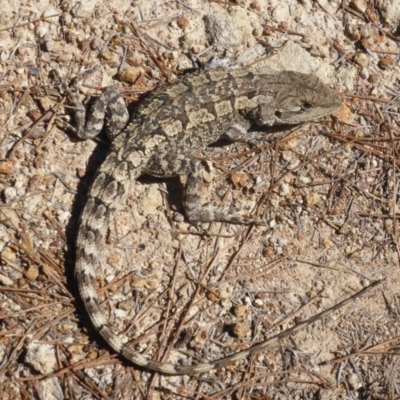 Amphibolurus muricatus (Jacky Lizard) at Isaacs, ACT - 22 Feb 2015 by Mike