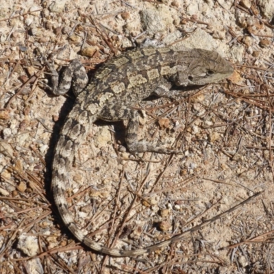 Amphibolurus muricatus (Jacky Lizard) at Isaacs, ACT - 23 Feb 2015 by Mike