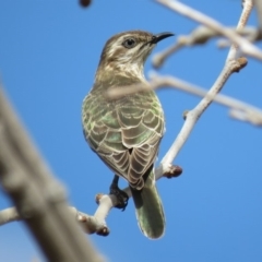 Chrysococcyx basalis (Horsfield's Bronze-Cuckoo) at Coombs Ponds - 7 Sep 2018 by KumikoCallaway