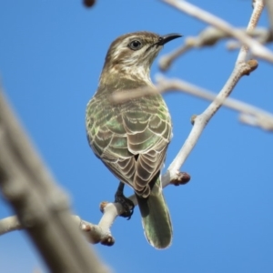 Chrysococcyx basalis at Coombs, ACT - 7 Sep 2018