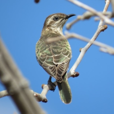 Chrysococcyx basalis (Horsfield's Bronze-Cuckoo) at Coombs Ponds - 7 Sep 2018 by KumikoCallaway