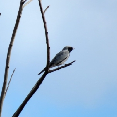 Coracina novaehollandiae (Black-faced Cuckooshrike) at Fyshwick, ACT - 7 Sep 2018 by RodDeb