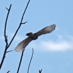 Coracina novaehollandiae at Fyshwick, ACT - 7 Sep 2018