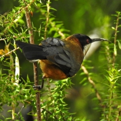 Acanthorhynchus tenuirostris (Eastern Spinebill) at ANBG - 7 Sep 2018 by RodDeb