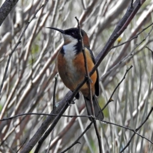 Acanthorhynchus tenuirostris at Acton, ACT - 7 Sep 2018