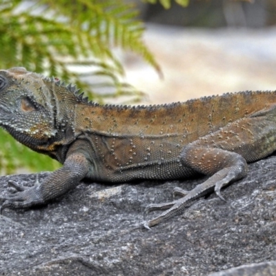 Intellagama lesueurii howittii (Gippsland Water Dragon) at Acton, ACT - 7 Sep 2018 by RodDeb