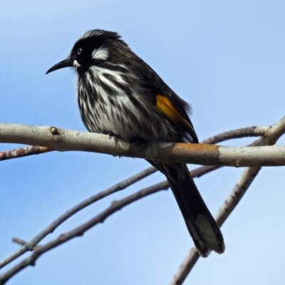 Phylidonyris novaehollandiae (New Holland Honeyeater) at Acton, ACT - 7 Sep 2018 by RodDeb