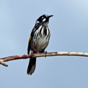 Phylidonyris novaehollandiae at Acton, ACT - 7 Sep 2018