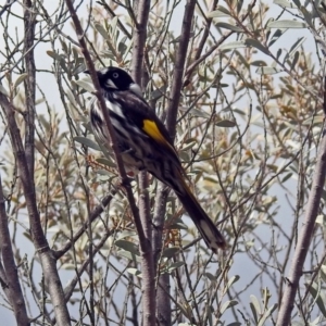 Phylidonyris novaehollandiae at Acton, ACT - 7 Sep 2018