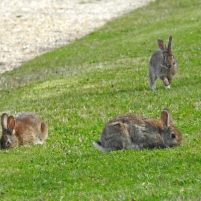 Oryctolagus cuniculus (European Rabbit) at Campbell, ACT - 7 Sep 2018 by RodDeb