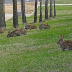 Oryctolagus cuniculus at Campbell, ACT - 7 Sep 2018