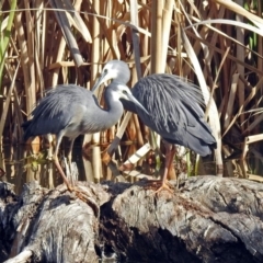 Egretta novaehollandiae (White-faced Heron) at Fyshwick, ACT - 7 Sep 2018 by RodDeb