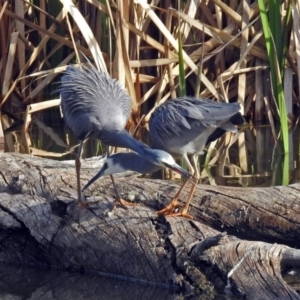 Egretta novaehollandiae at Fyshwick, ACT - 7 Sep 2018