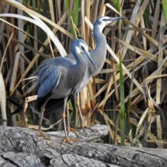 Egretta novaehollandiae at Fyshwick, ACT - 7 Sep 2018 03:16 PM