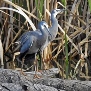 Egretta novaehollandiae at Fyshwick, ACT - 7 Sep 2018 03:16 PM