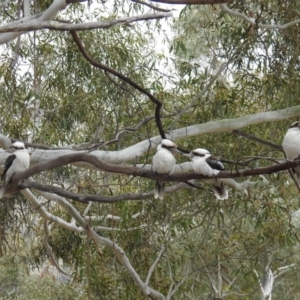 Dacelo novaeguineae at Kambah, ACT - 8 Sep 2018 11:53 AM