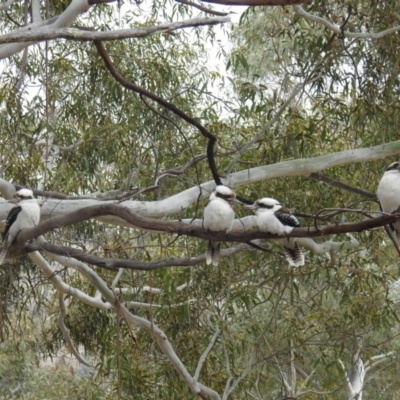 Dacelo novaeguineae (Laughing Kookaburra) at Kambah, ACT - 8 Sep 2018 by HelenCross