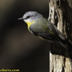 Eopsaltria australis (Eastern Yellow Robin) at Tidbinbilla Nature Reserve - 1 Sep 2018 by BIrdsinCanberra