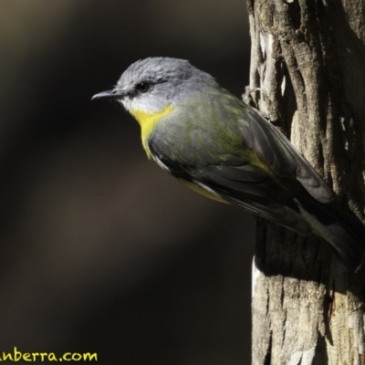 Eopsaltria australis (Eastern Yellow Robin) at Paddys River, ACT - 1 Sep 2018 by JonSteinbeck