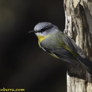 Eopsaltria australis at Paddys River, ACT - 1 Sep 2018