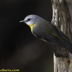 Eopsaltria australis at Paddys River, ACT - 1 Sep 2018