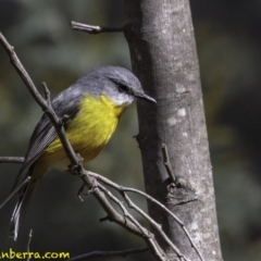 Eopsaltria australis at Paddys River, ACT - 1 Sep 2018